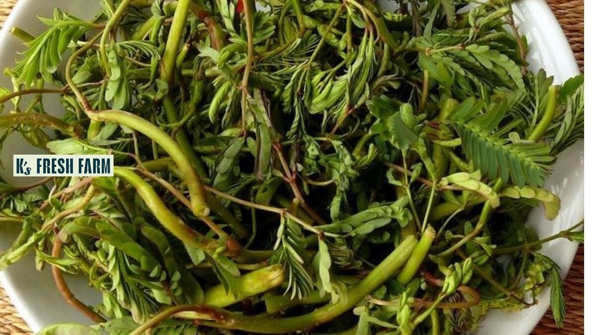 30+ PCS WATER MIMOSA VEGETABLE SEEDS, HẠT RAU NHÚT |99% GERMINATION|