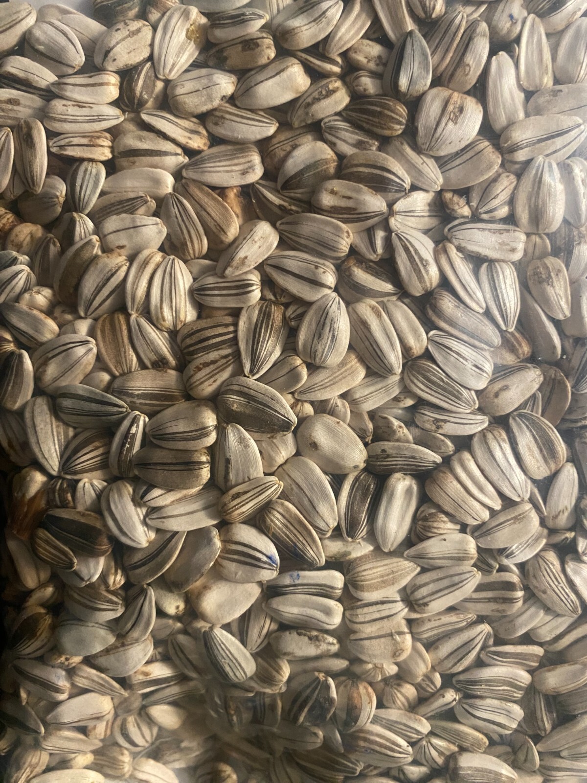 Helianthus annuus | Mammoth Grey Stripe | 20 Seeds