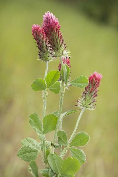 Trifolium incarnatum | Crimson Clover | Italian Clover | 100 Seeds