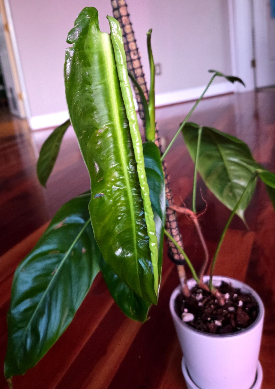 Rare Philodendron Patriciae X Esmeraldense Narrow 22″ Tall No Anthurium Monstera