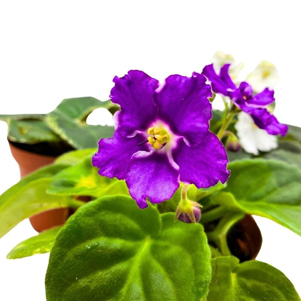 Harmony’s African Violet Assortment, 4 inch Set of 5, Rare Saintpaulia Violets G