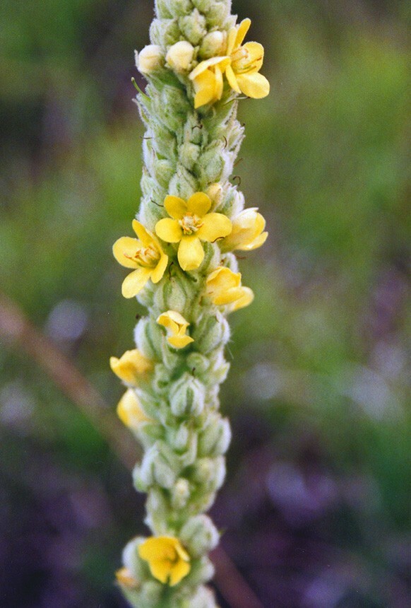 Mullein Seed, (Verbascum Thapsus) Organic