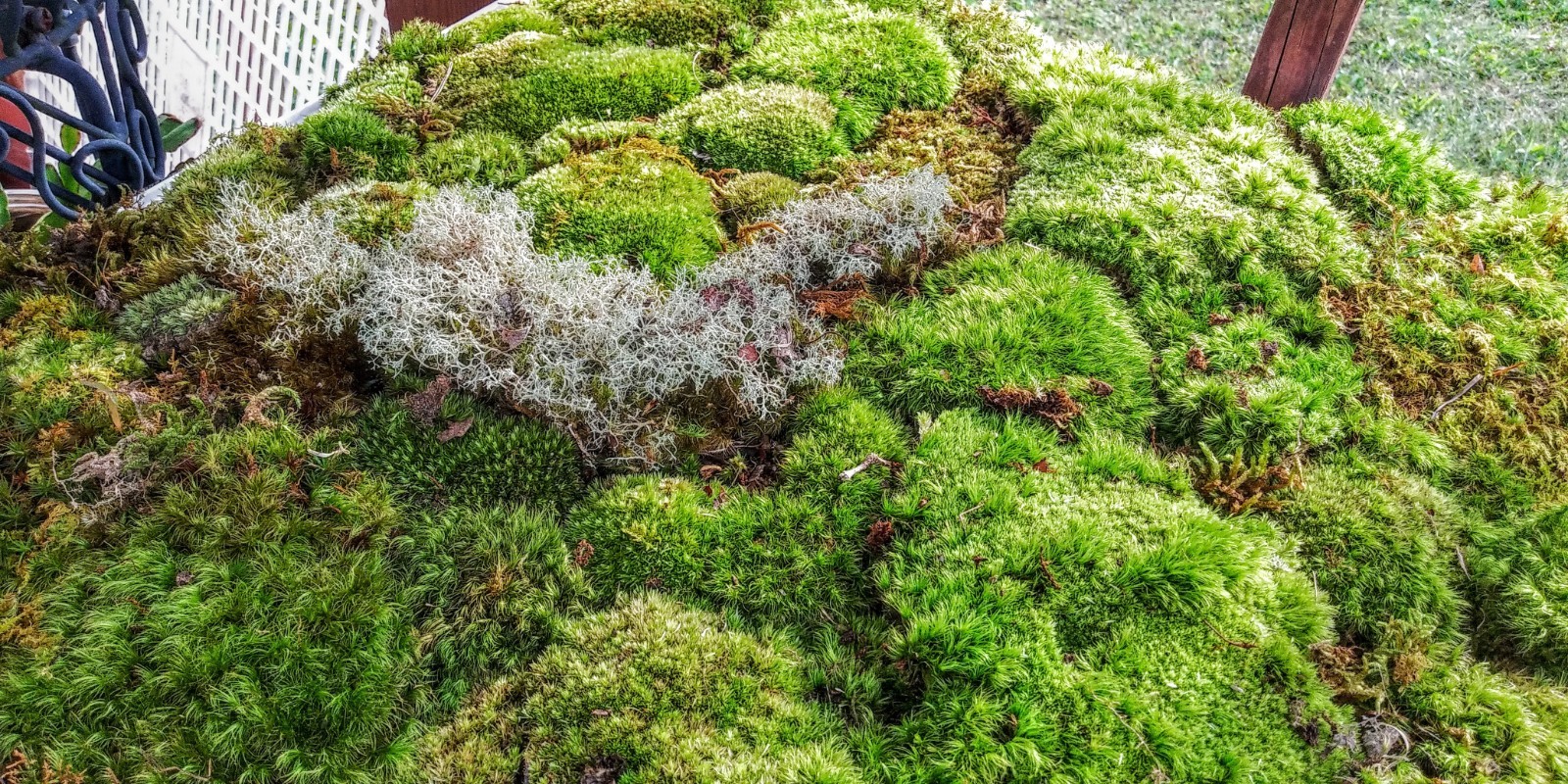 [2] 6×9 Bags Sheet/Fern/Mood Moss Assortment for Terrarium Vivarium Fairy Garden