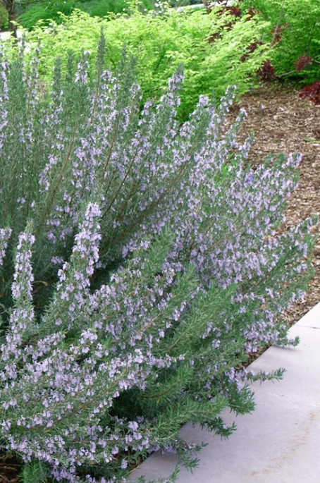 Set of 4 Live ARP Rosemary Plants – 2–5” Tall – No Pot – Culinary Herb
