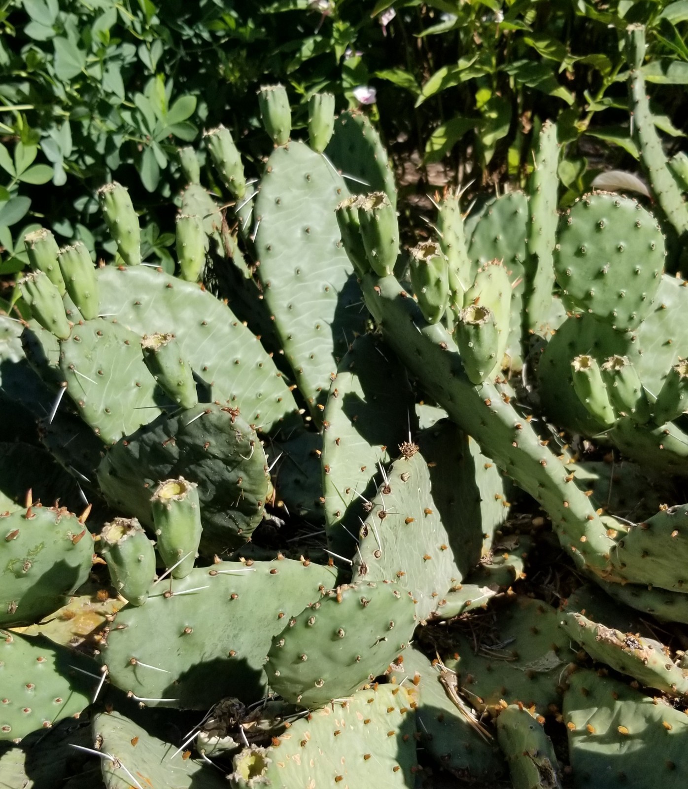 Opuntia Macrorhiza U Of Minnesota Landscape Arboretum Cactus Pad Cutting (1)
