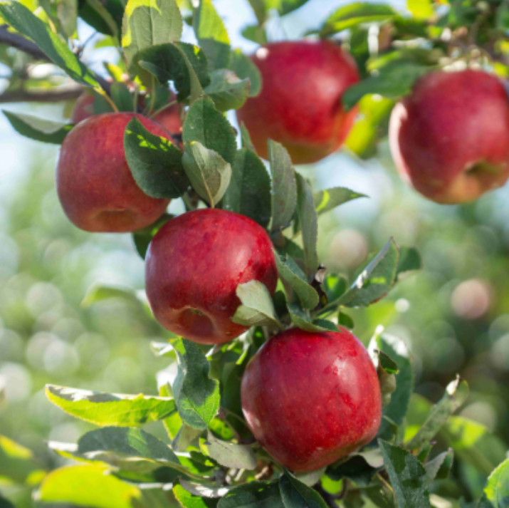 Envy Apple Seedling Plant – 7-10″ Tall – Fruit Tree for Backyard Orchard