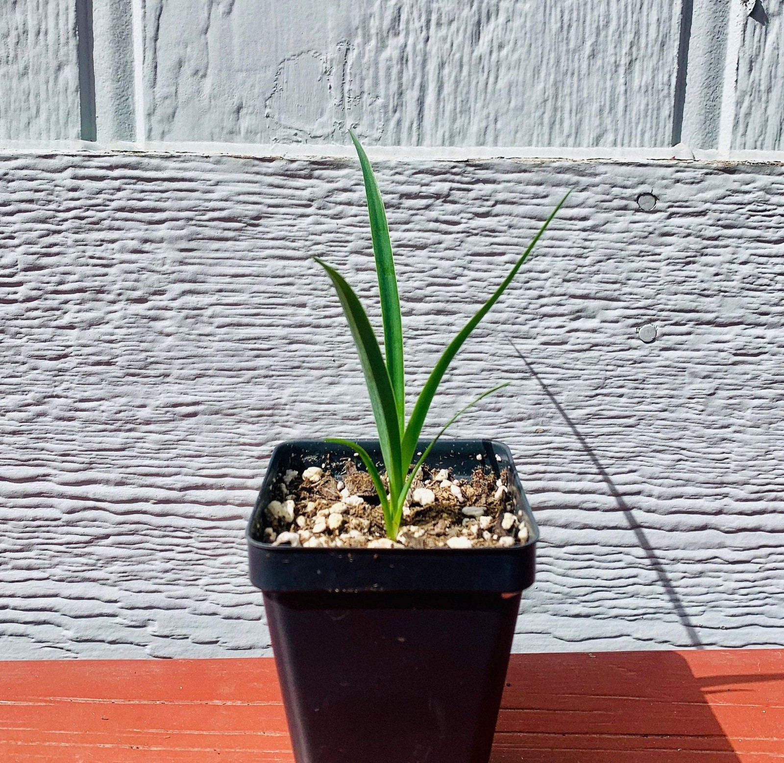 Yucca Filifera aka Mexican Tree 5 Seeds. Free Shipping!