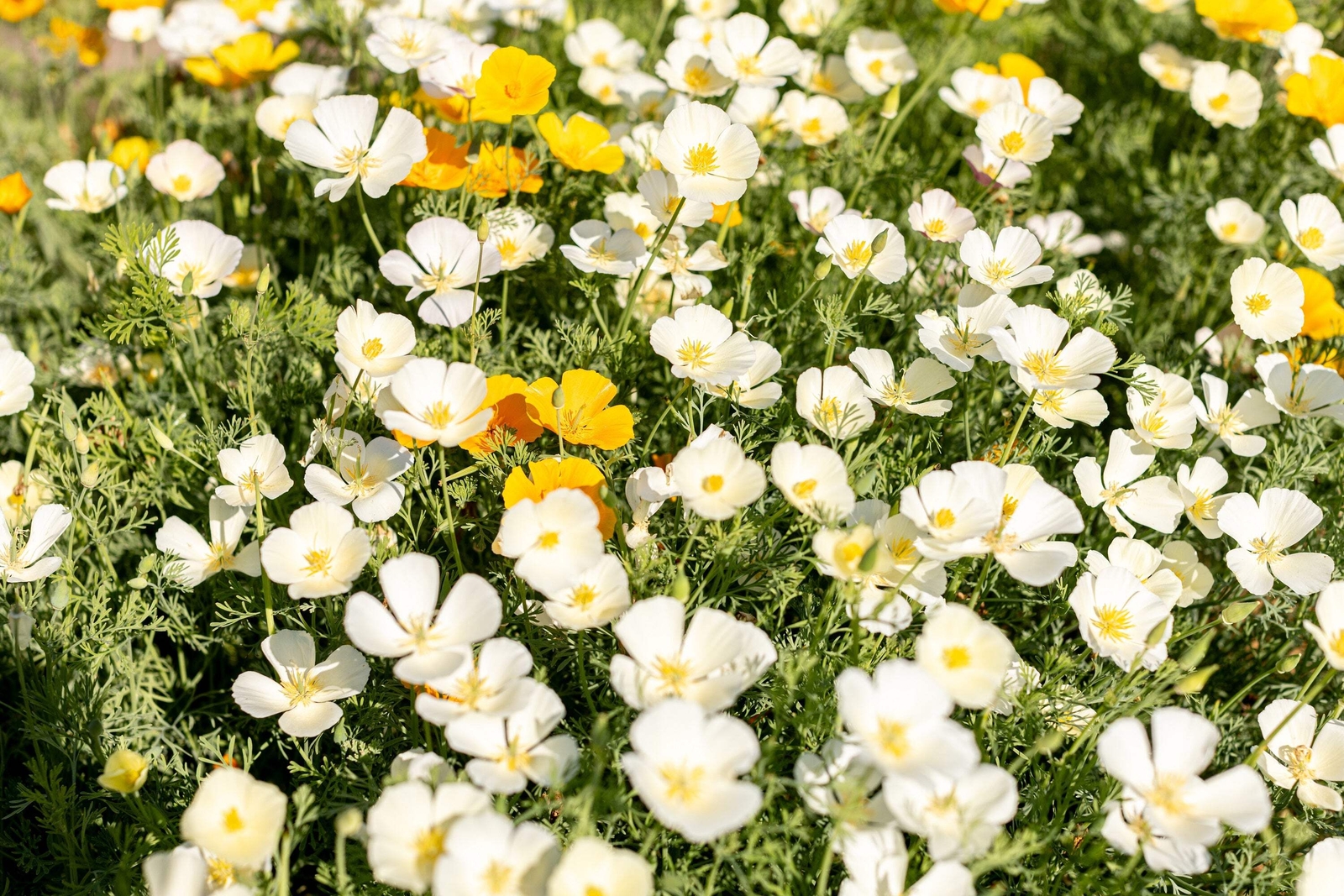1000 WHITE CALIFORNIA POPPY Eschscholzia Californica Flower Seeds
