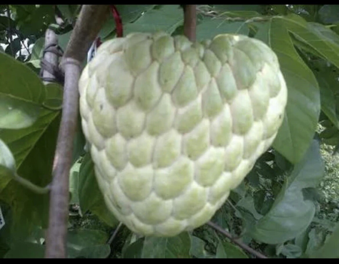 20 Seeds Sugar Apple Custard Apple Giant Seeds For Planting