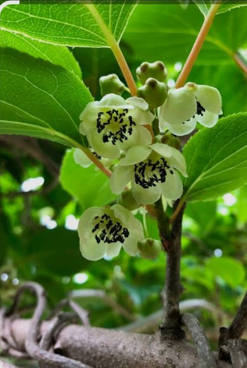 1 Kiwi Berry Male Meader Live 3yr Plant Zones 4-9 (Female Available)