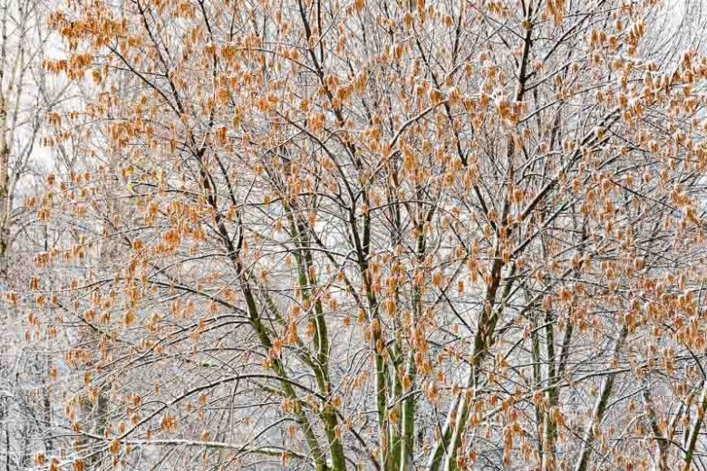 3 Boxelder Maple Tree Acer negundo Bare Root 12-24″