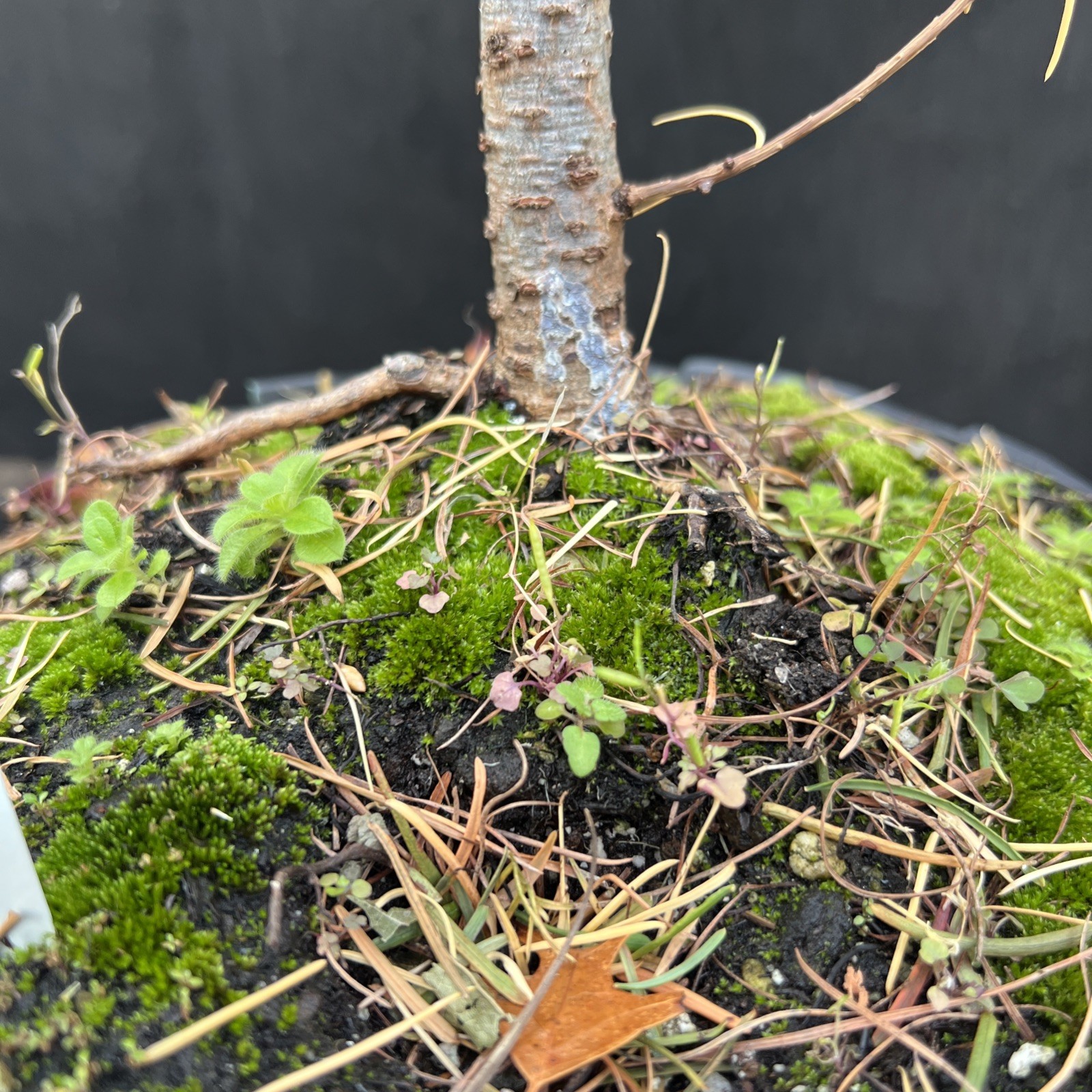 American Larch ￼ Collected Pre-Bonsai Material ￼ 30 ” tall from top 36″ Total