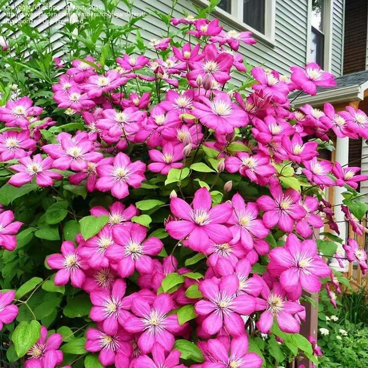 (10) CLEMATIS SEEDS rare exotic climber flower vine garden USA SELLER W/TRACK