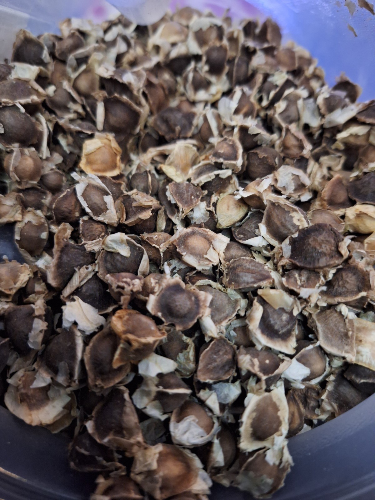 25 Organic Moringa Oleifera Seeds Non-GMO for planting or food