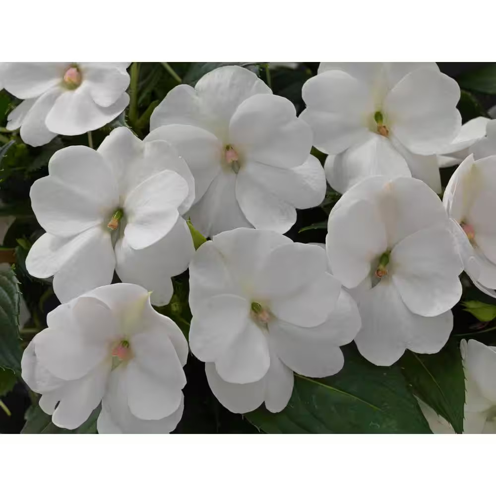 2.5 In. Compact White Sunpatiens Impatiens Outdoor Annual Plant with White Flowe