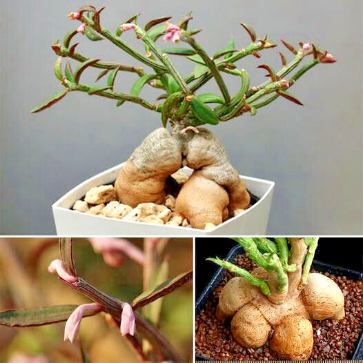 Monadenium montanum var. rubellum SEEDLING caudex 2″ rooted plant cutting