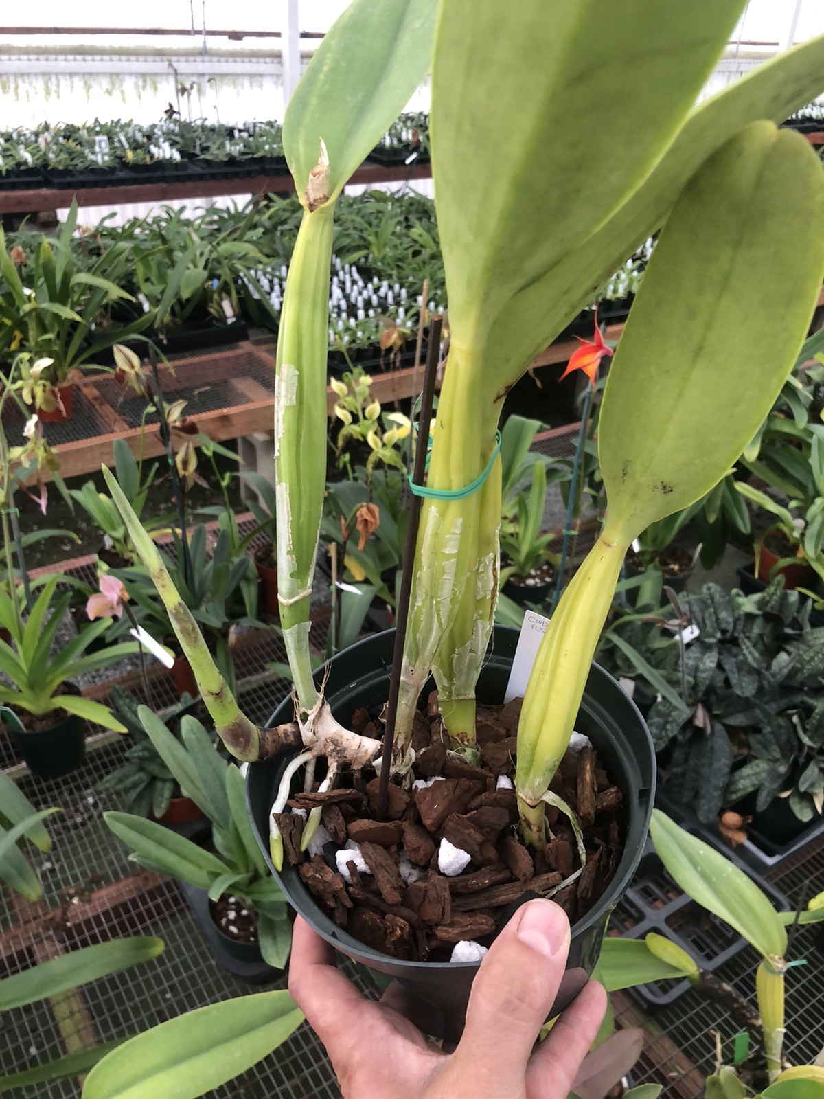 Cattleya trianae ‘Cashen’s’ FCC/AOS Original Division