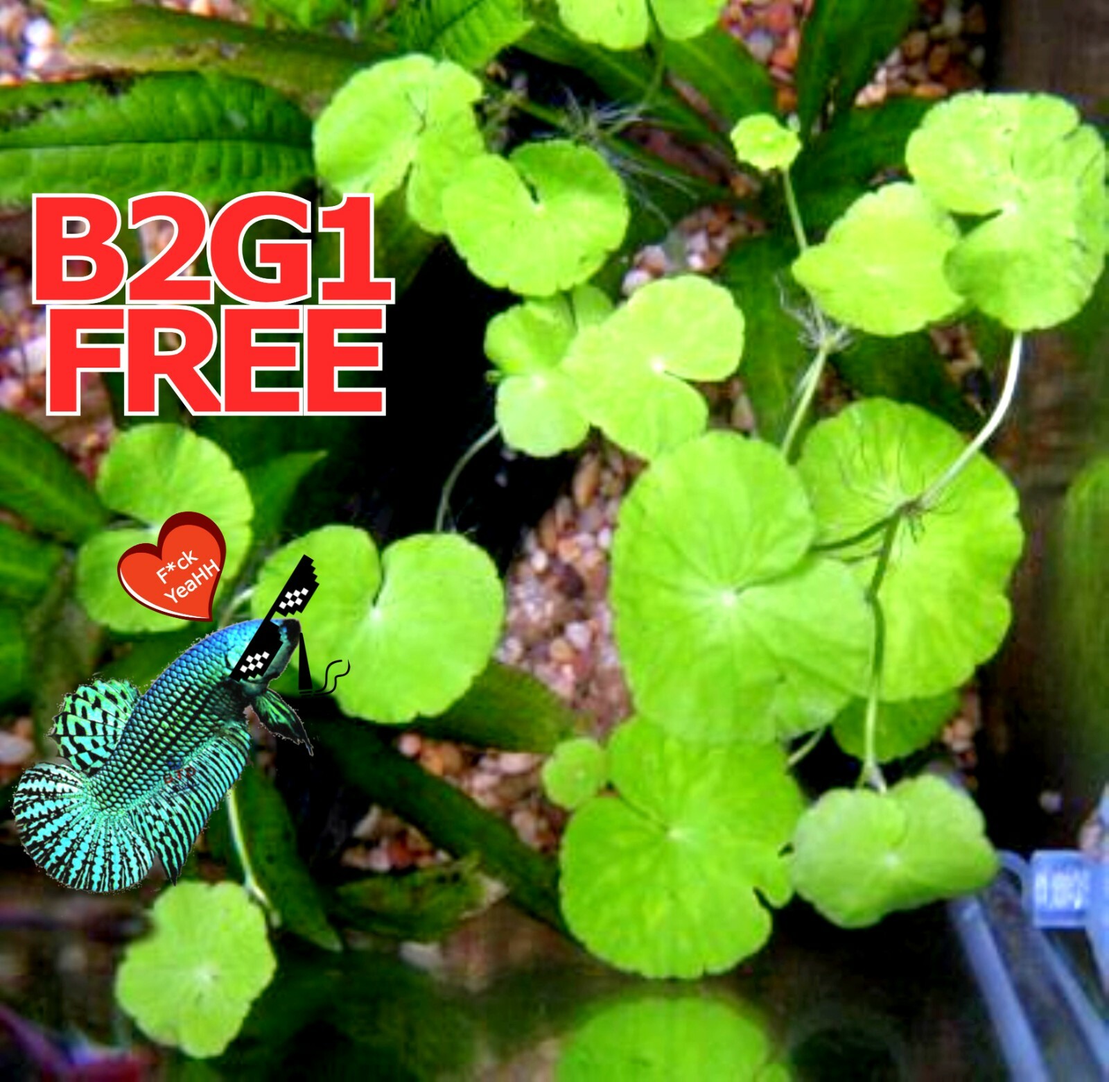 Betta wort centella asiatica 3-5 Live Fish Tank Plants Aquarium Plant B2G1FREE ✅