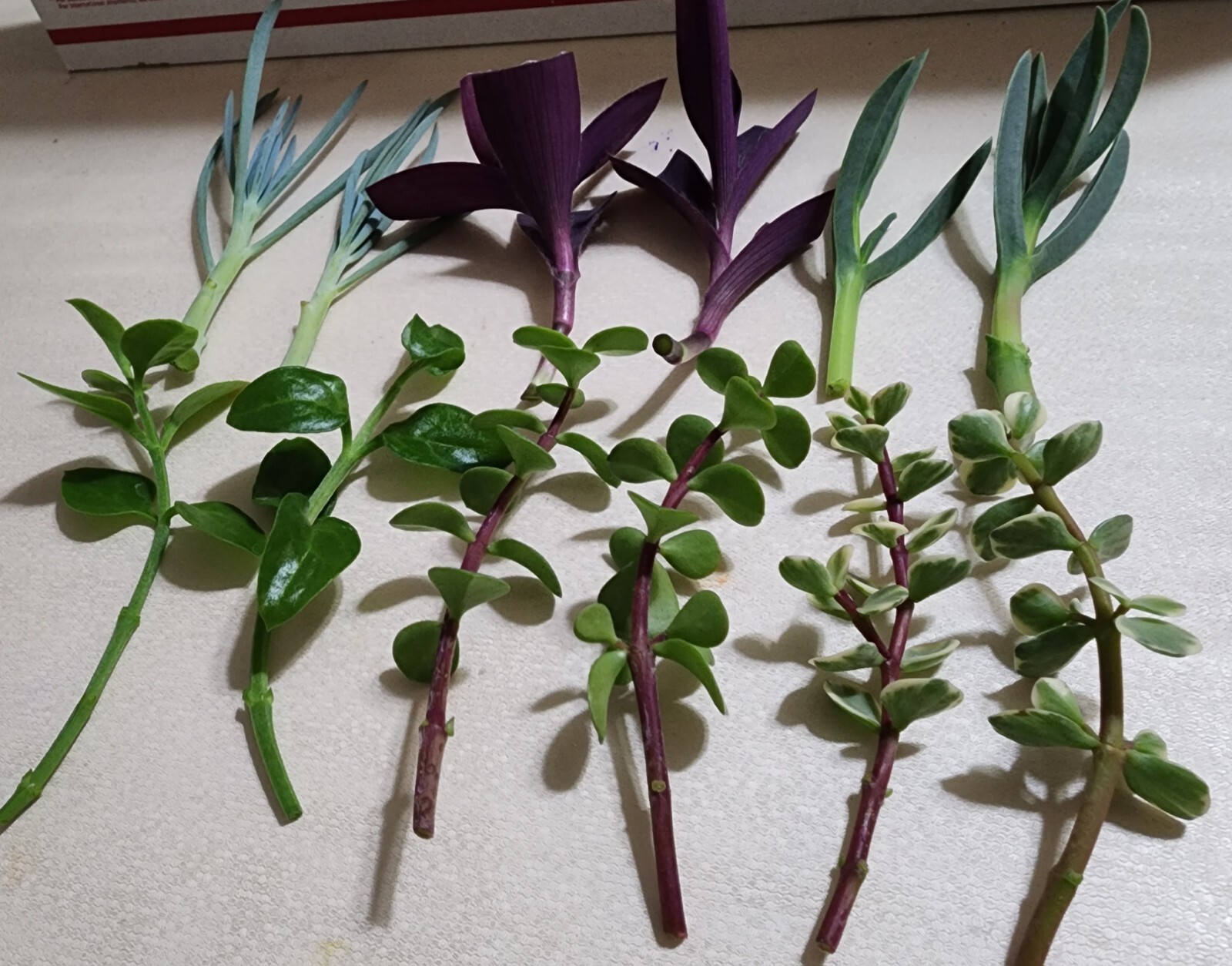 12 Piece Assorted Lot Of Live Plants (6 Kinds x 2 of Each)for Rooting