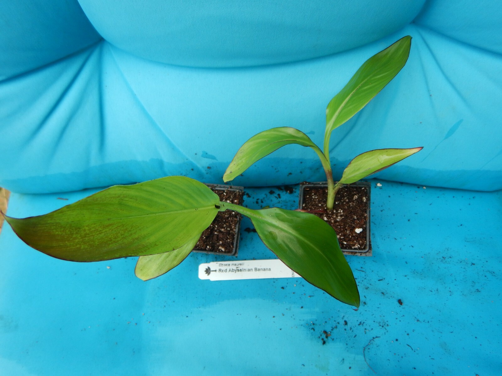 **RED ABYSSINIAN**Ensete Maurelii**AKA False Red Tropical Musa Banana Tree**USA*