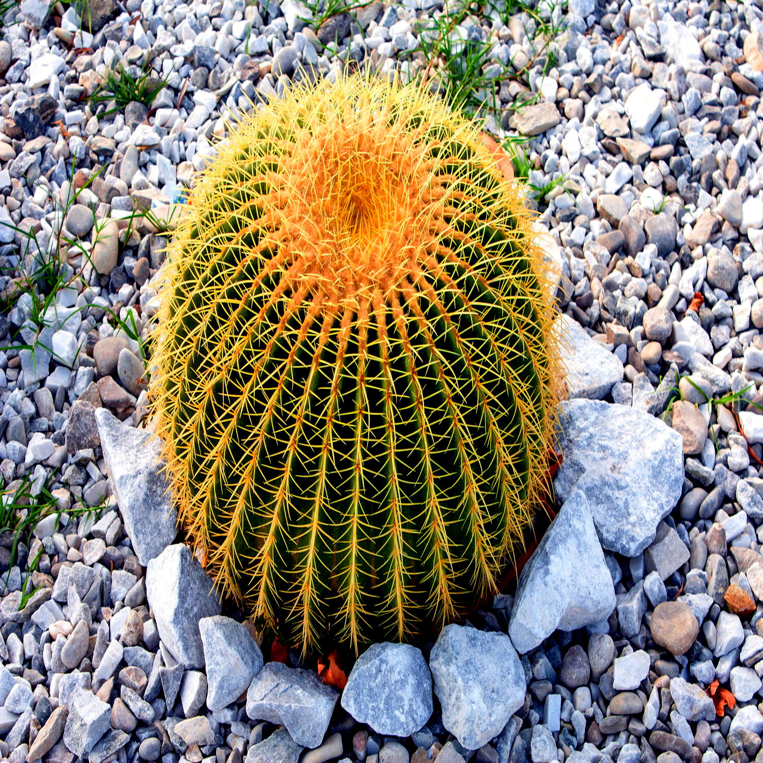 25 Golden Barrel Ball Cactus Seeds Echinocactus grusonii Flowering Cacti Plant