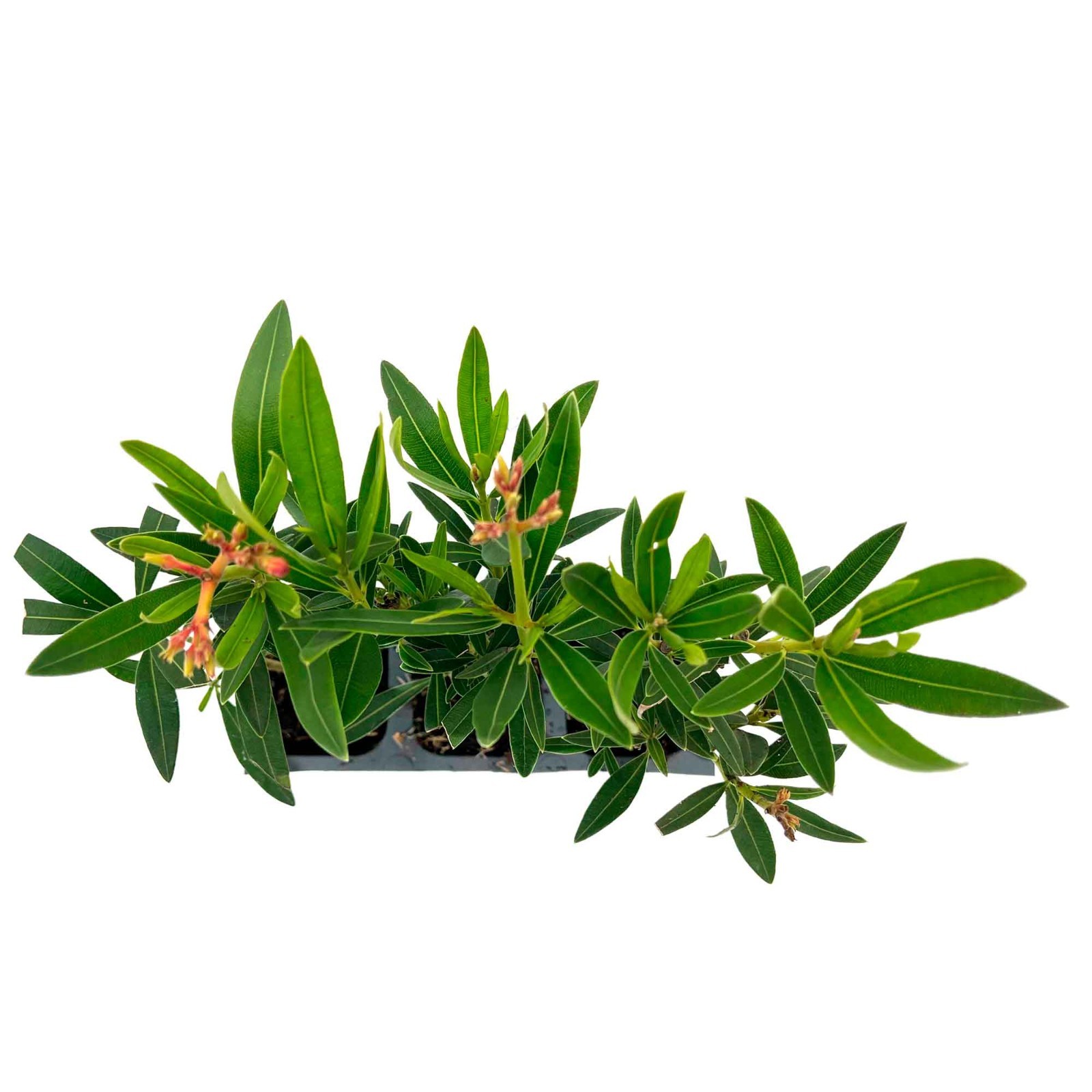 Petite Salmon Oleander (Nerium oleander ‘Petite Salmon’) in 2.5” Nursery Cubes