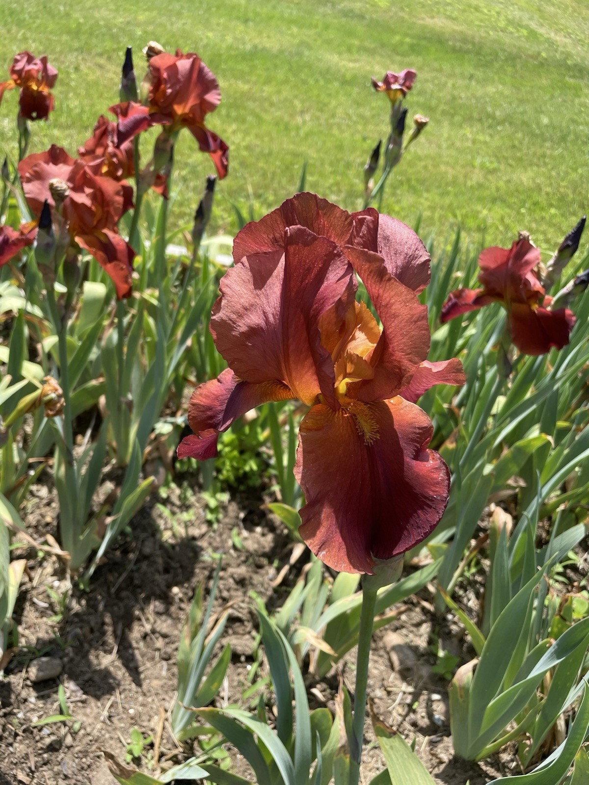 4 Roorbeer Colored Iris Rhizomes Bulbs Large Blooms Deer Resistant