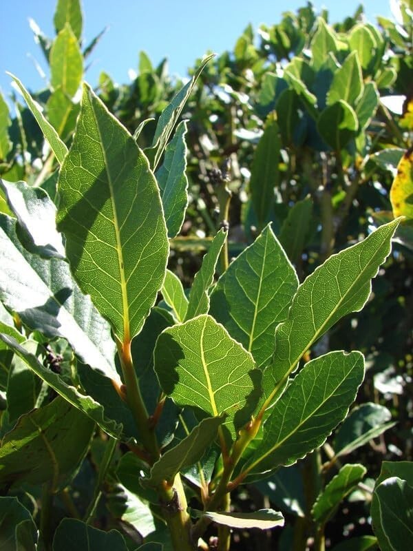 Sweet Bay Laurel Herb Plant – 8 to 10 Inch Tall – 1 Year Old Laurus Nobilis