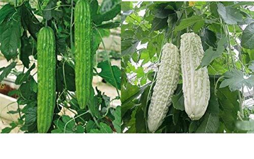 Bitter Gourd S??DS for Pl?nting – Chinese Green Or White Balsam Pear Bitter Melo