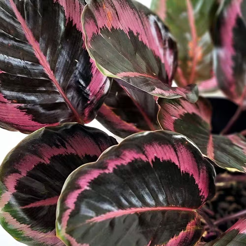 Calathea Dottie-3 Live Plants in 4 In. Growers Pots-Calathea Roseopicta Dottie-H
