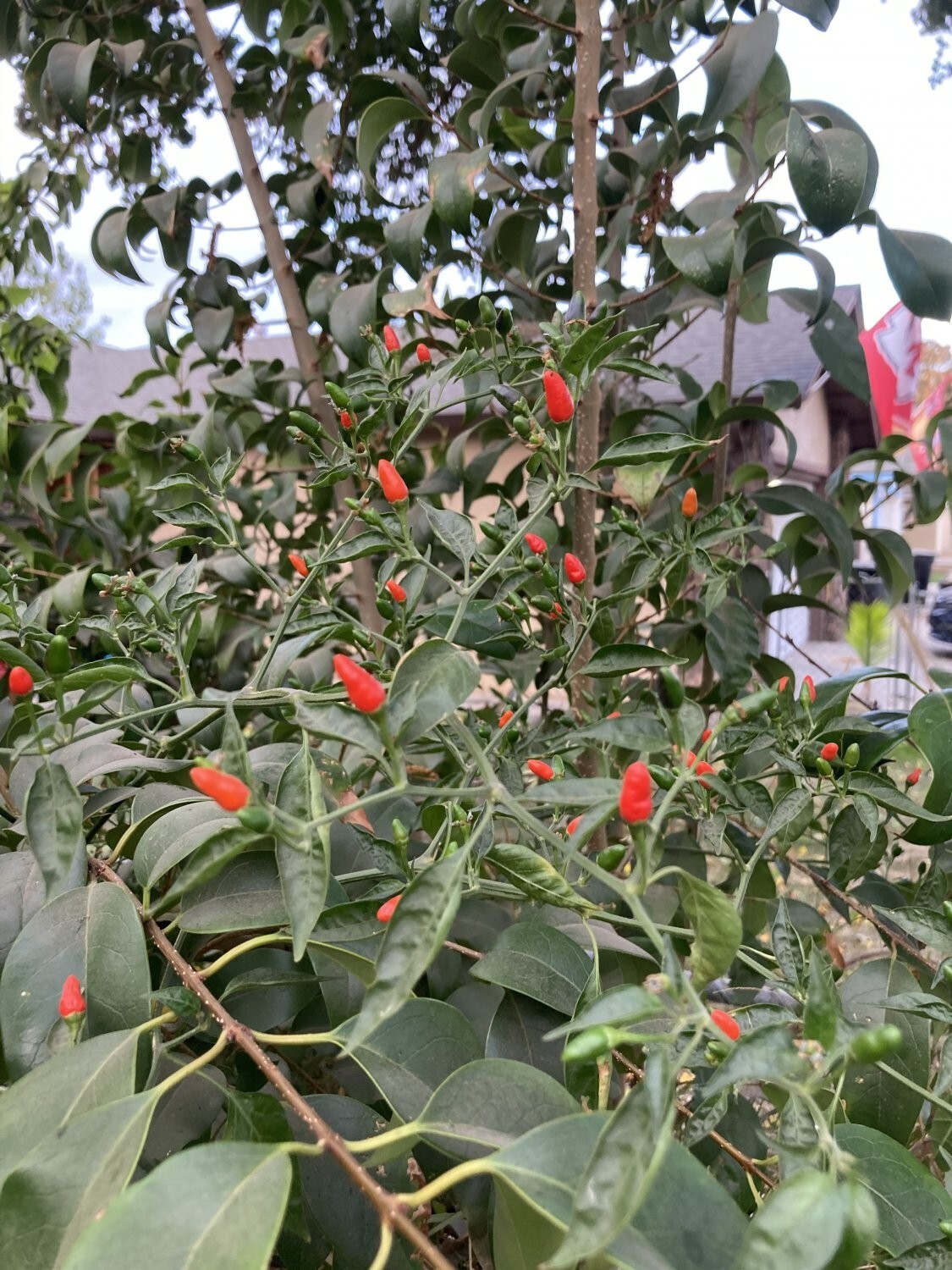 Pequin Chili Pepper Live Plant, Heirloom, Very Rare