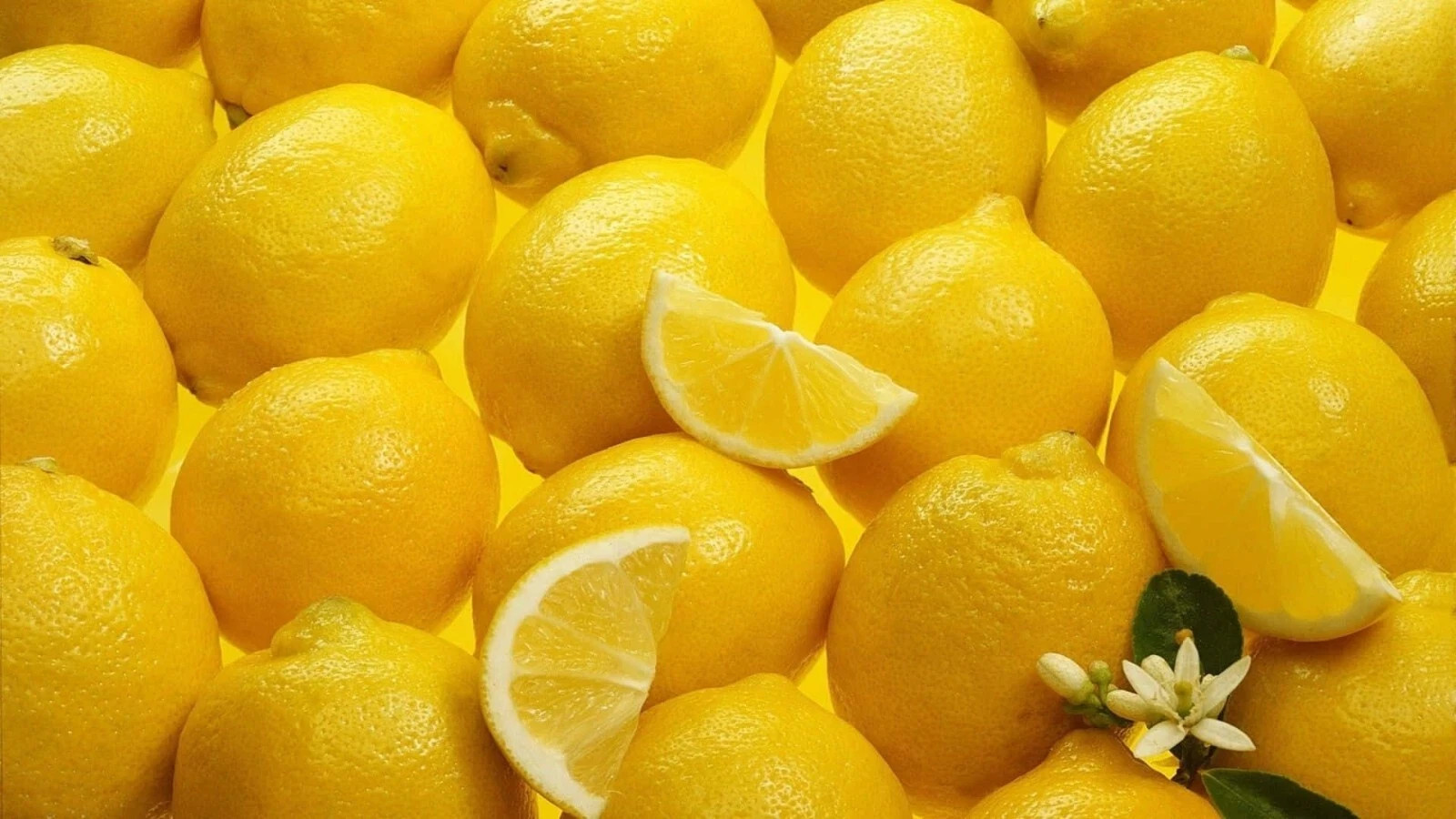 3 Meyer Lemon Tree Scions Cuttings 4-6 Inches Long For Rooting and Grafting