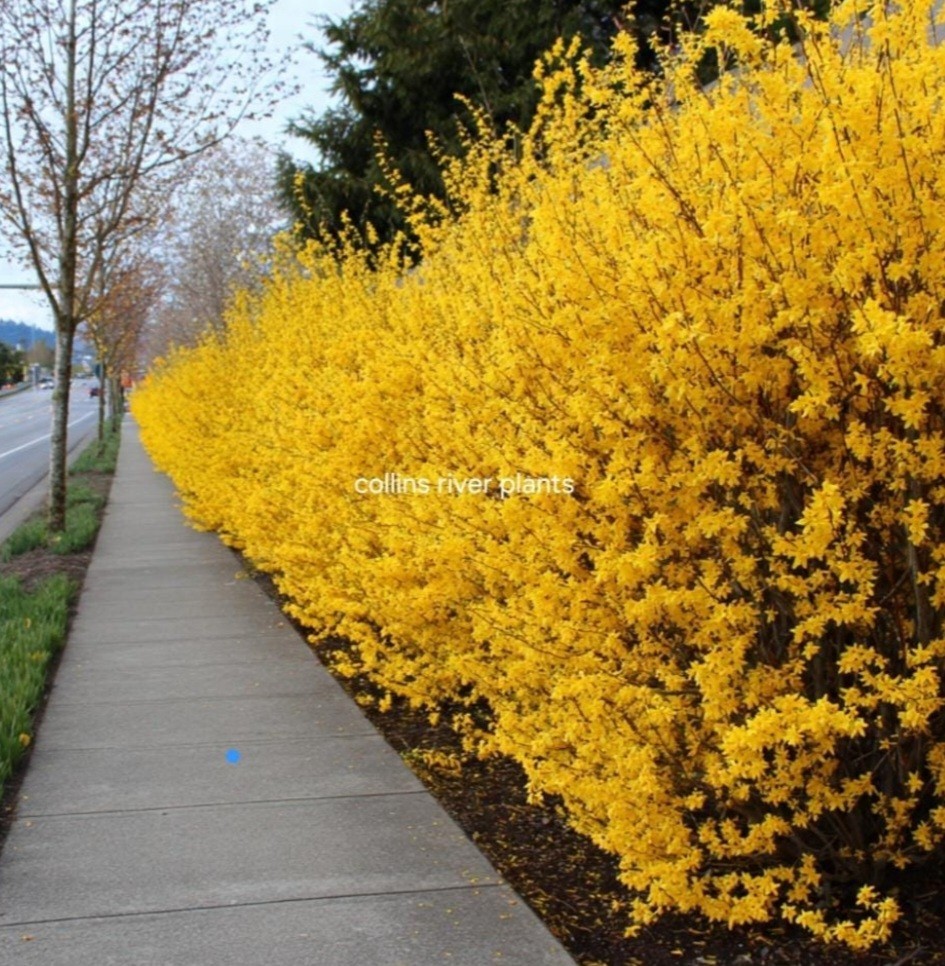 Forsythia Shrub 18-24″ in a 4-inch Pot Lynnwood Gold, Property Borders