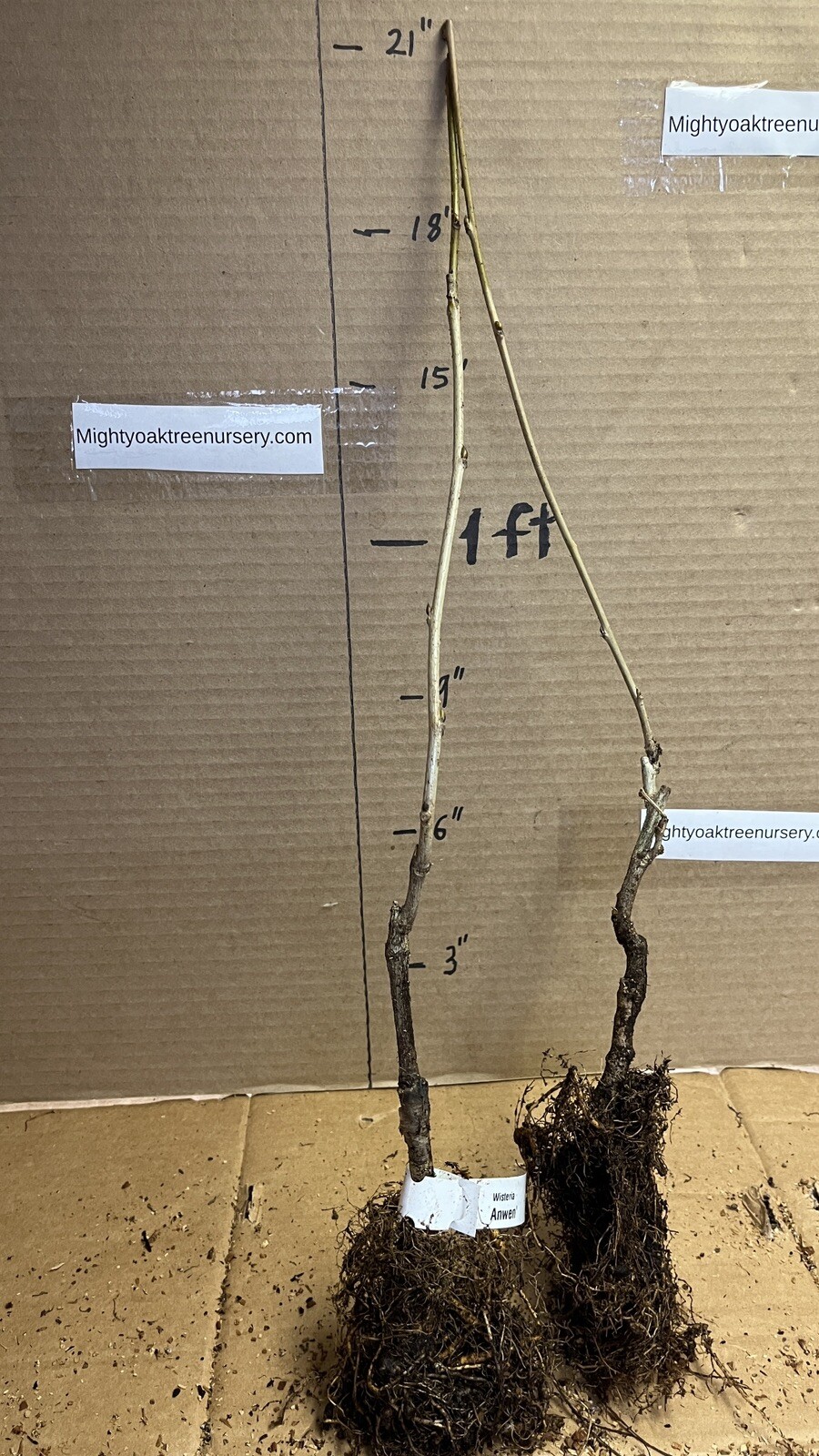 Wisteria floribunda Anwen 8-10 inches tall, grafted plant, New Variety