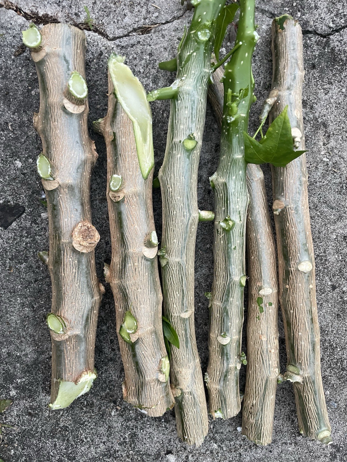 10 Hawaii Chaya Maya Tree Spinach Cuttings Volcanic Soil Superfood Cnidoscolus