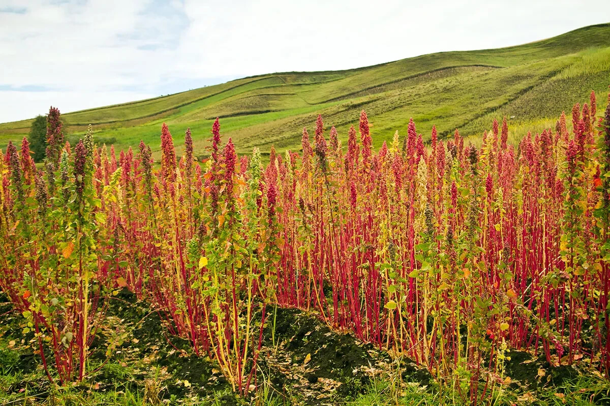 300+ Organic Rainbow QUINOA SEEDS (Chenopodium quinoa) White, Red, Black