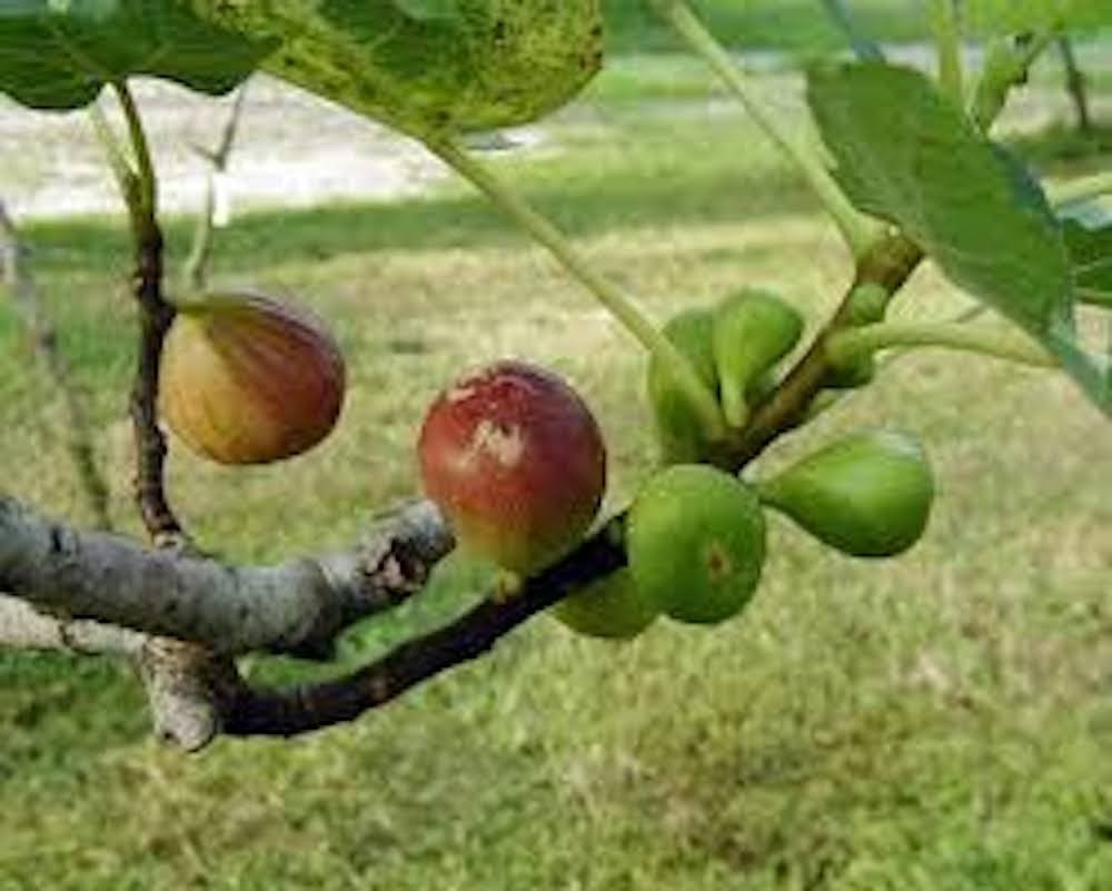 5 Brown Turkey Fig Tree Starter Plug ( ficus carica ‘ Brown Turkey’) Bare Root