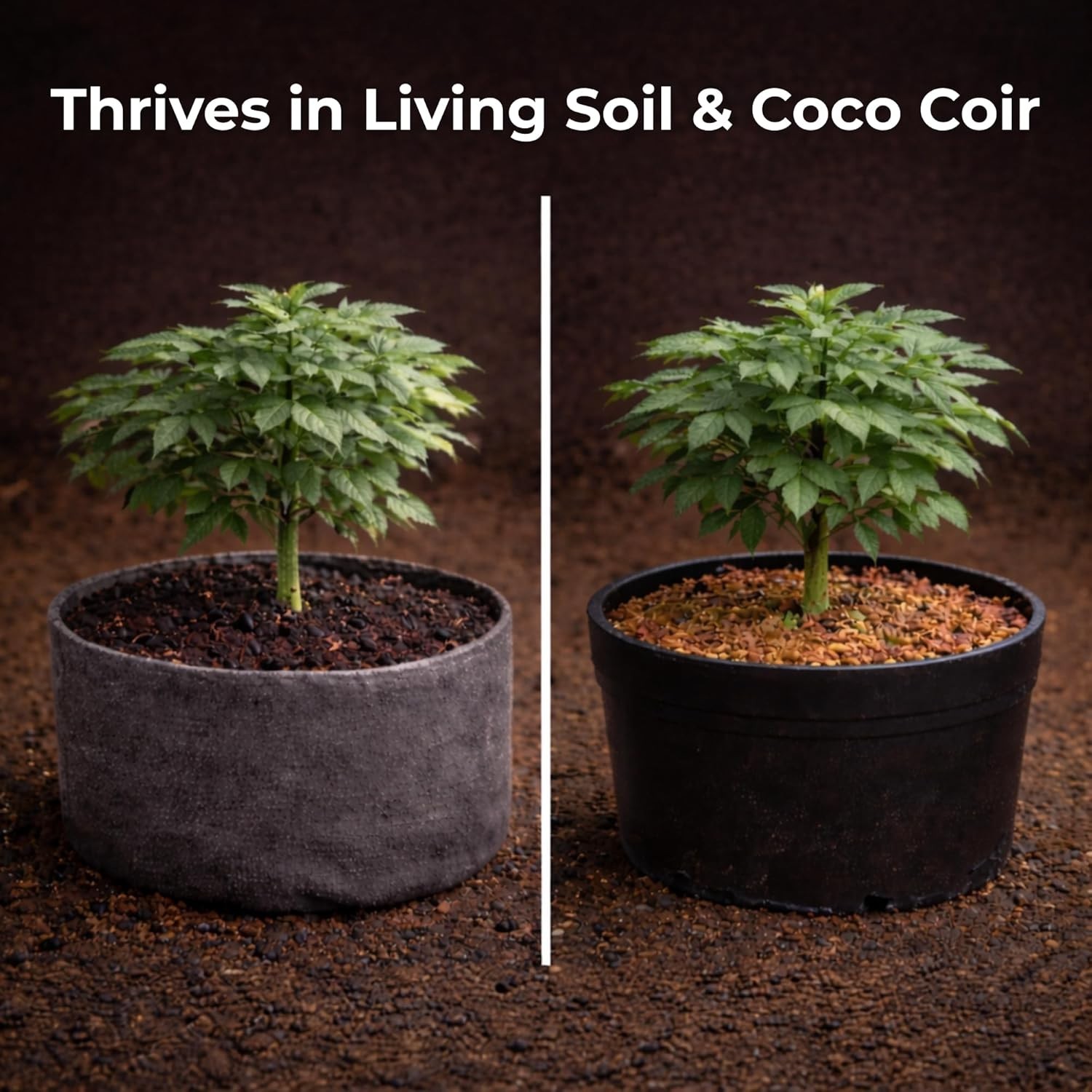 2 oz Recharge for Explosive Root Growth – Perfect for Living Soil & Coco Coir