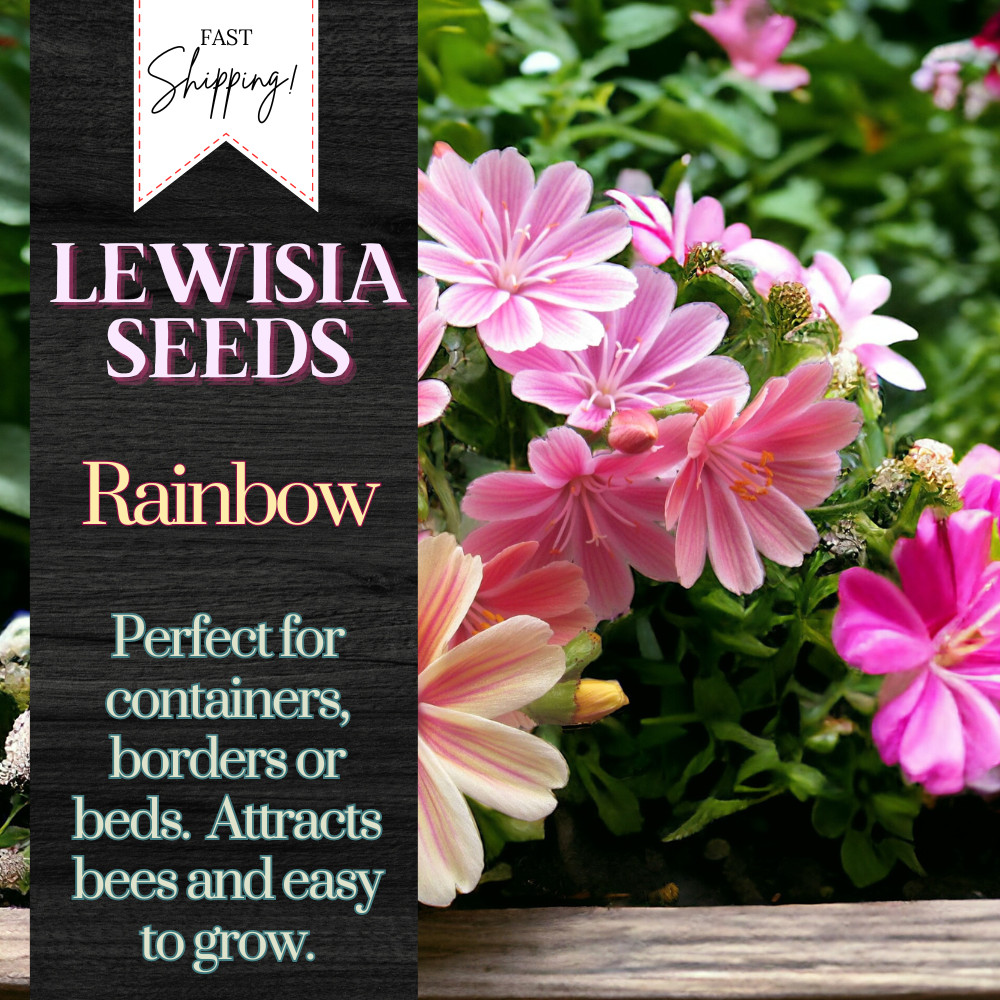 Lewisia Seeds 35+ Seeds Flower, Flower Seeds, Annual Seeds, Rainbow