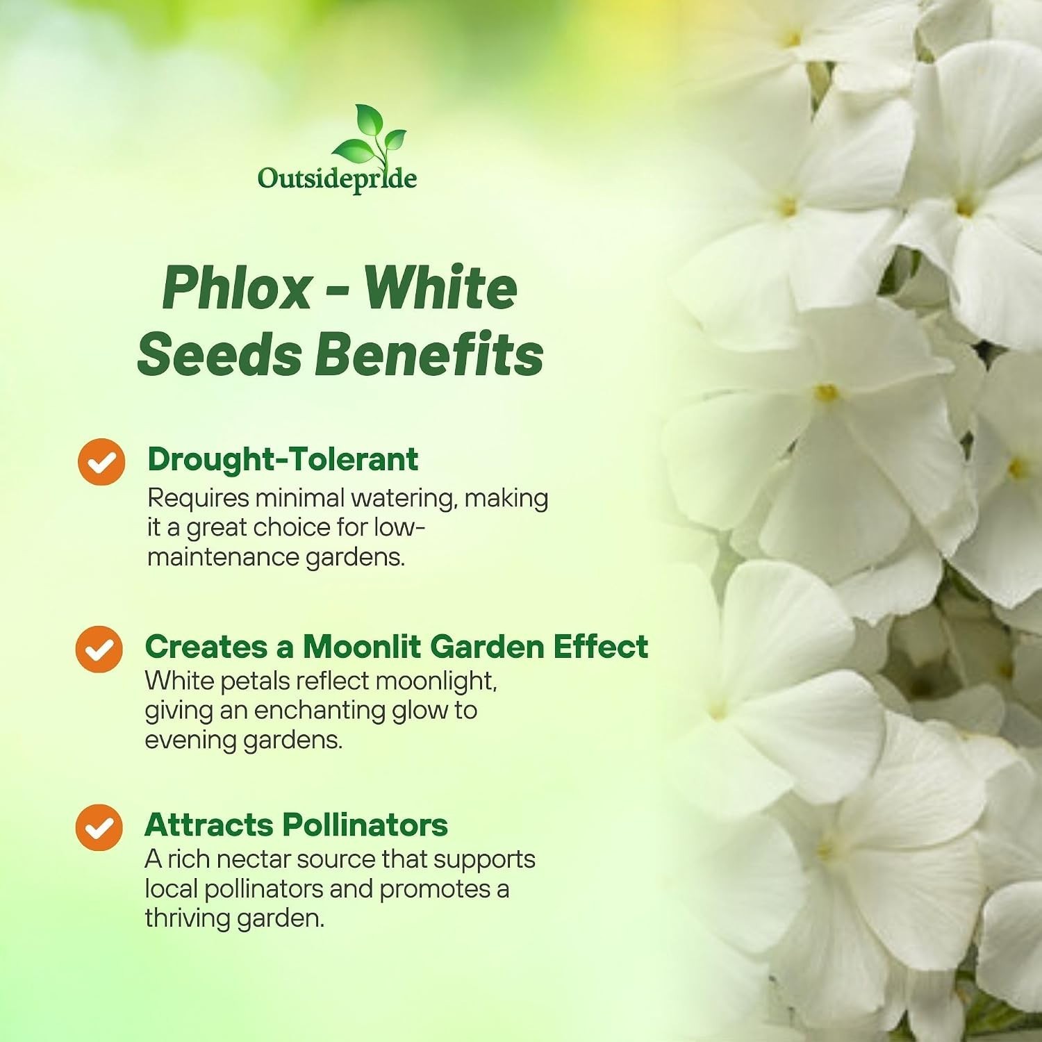 Vibrant White Phlox Seeds – Long Blooming, Self-Seeding, Pollinator-Friendly