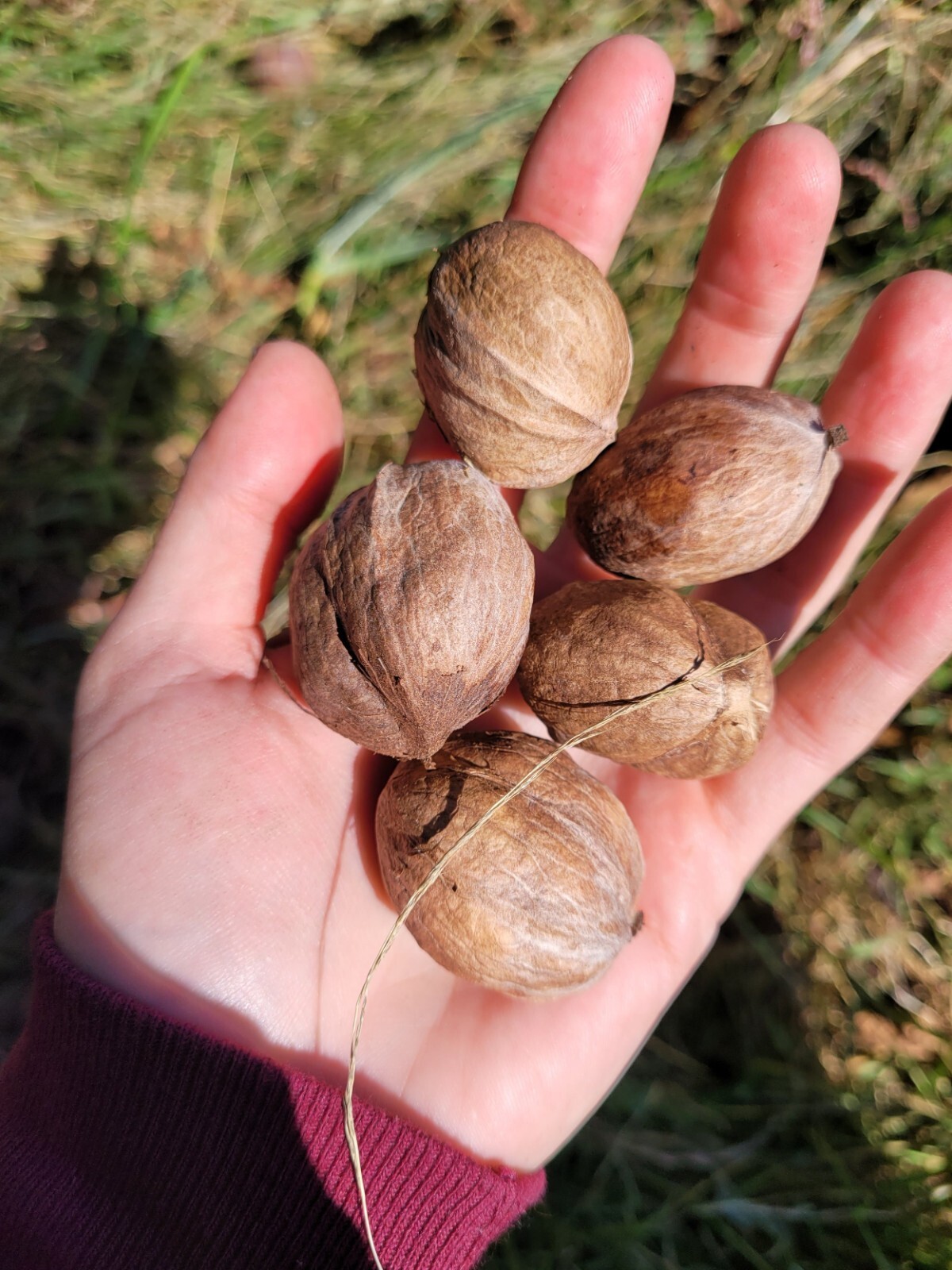 8-12” tall Shellbark Hickory (Carya laciniosa) tree plant