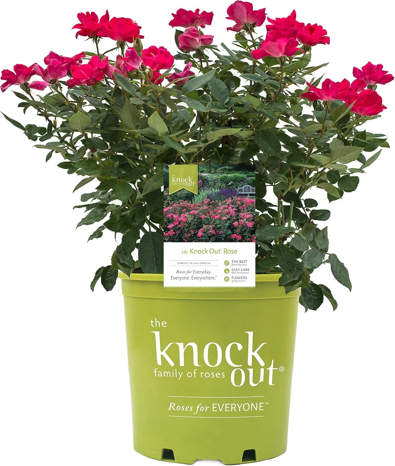 ‘Knock Out’ PP11836 Red Flower Rose – USDA Zones 4-8