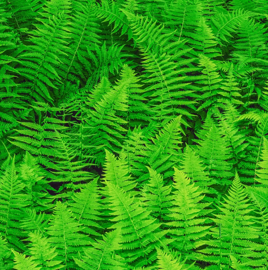 New York Fern Thelypteris Noveboracensis Bare Root Live Plant Outdoor Garden