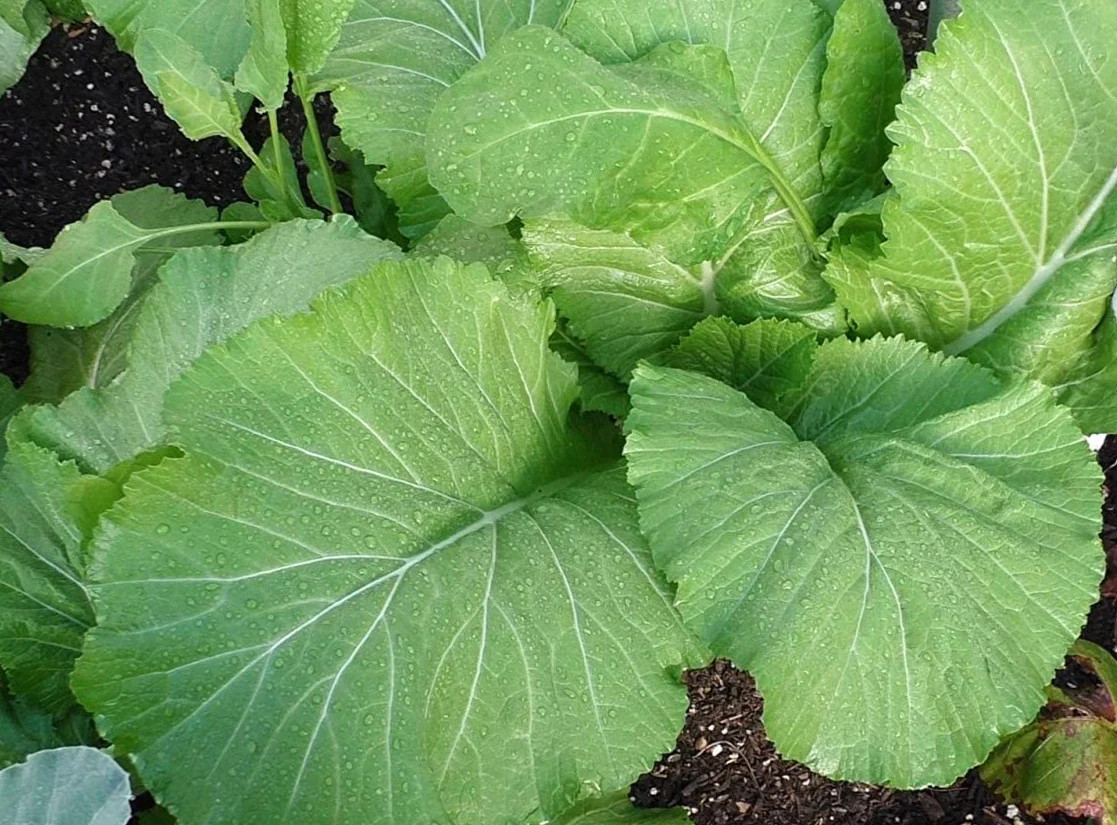 Florida Broadleaf Mustard Green Seeds | Green Lettuce Kale Spinach Seed 2024