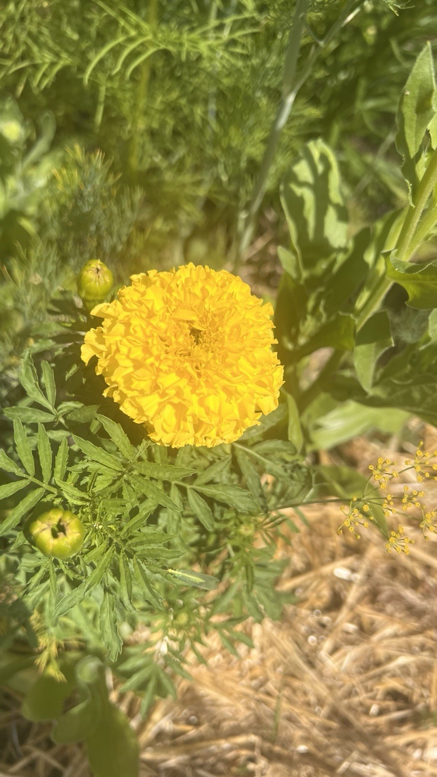 Yellow Indian Marigolds, 100+ seeds, organic, Free Shipping