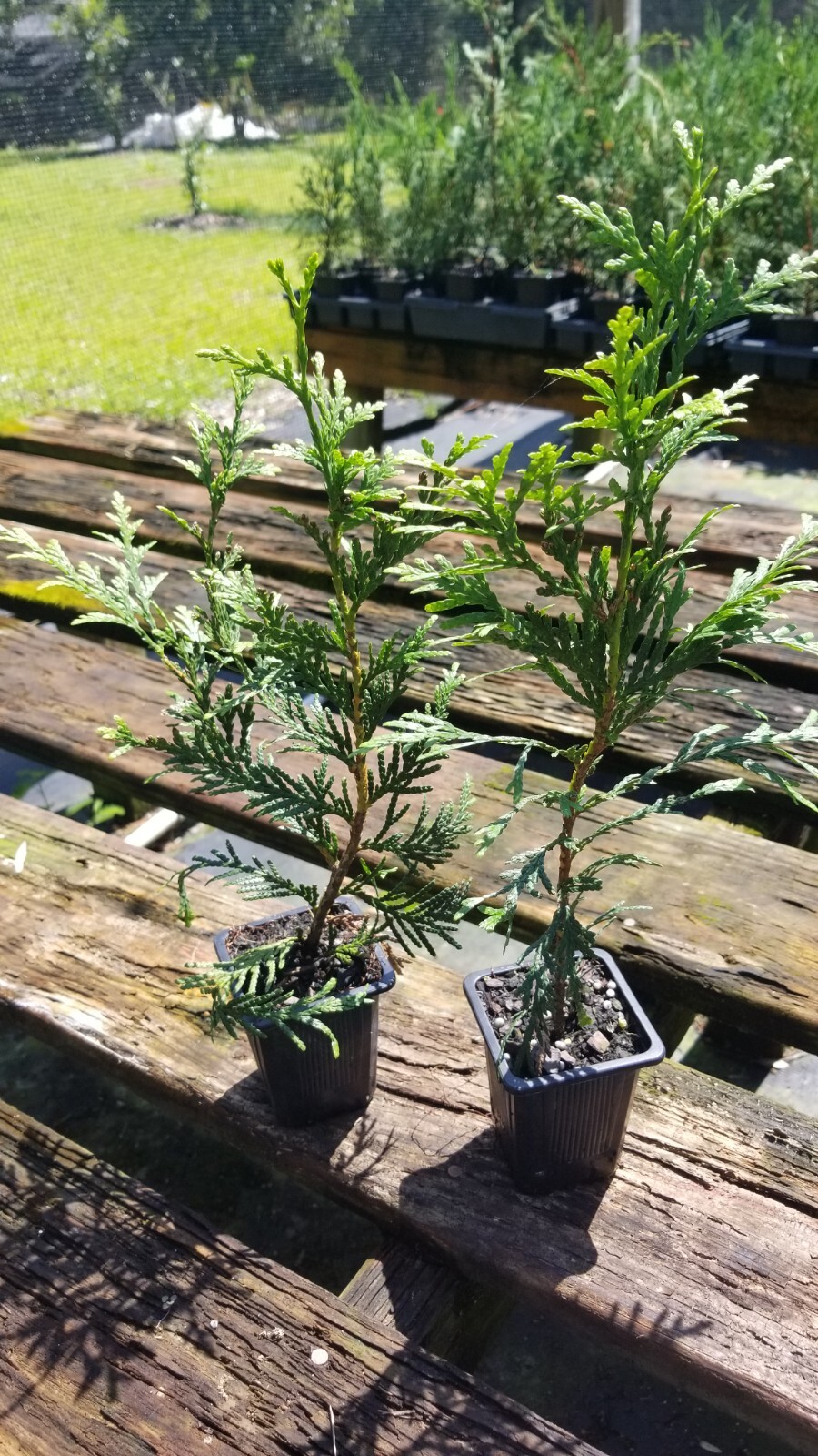 Green Giant Arborvitae, fast growing, privacy, five to 50 plants, FREE shipping