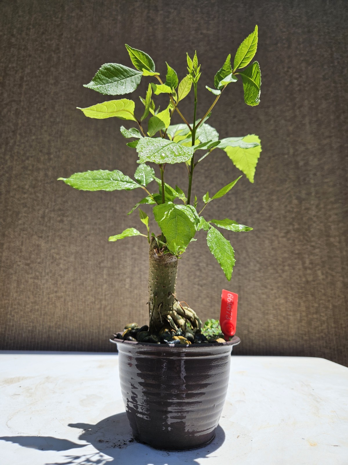 European Ash Bonsai Tree,,, SALE