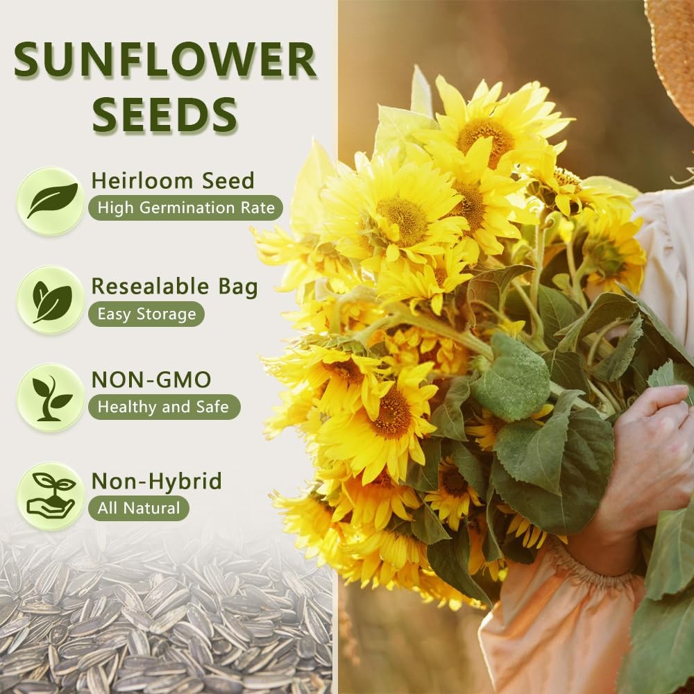 1000+ Sunflower Seeds for Planting Heirloom NonGMO, Bulk Package of 15 Variet…