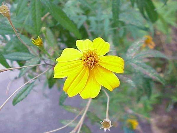 Tagetes lemonii | Copper Canyon Daisy | Mount Lemmon Marigold | 100 Seeds