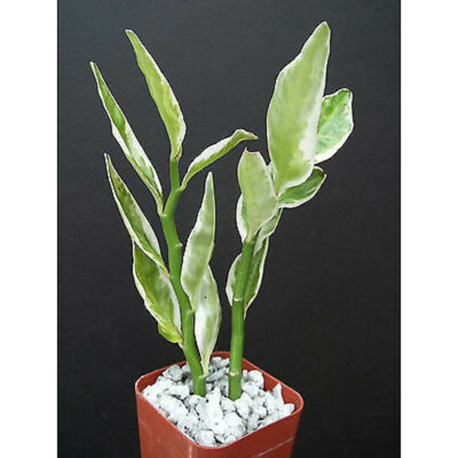5 DIFFERENT Assorted Live Potted Plants!!! SHIPS FREE!!!